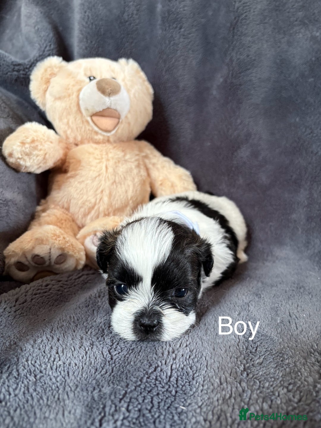 Shih Tzu dogs for sale: 6 beautiful shih tzu - Image 3