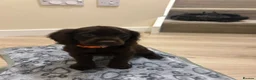 Cocker Spaniel dogs for sale: KC cocker spaniel puppies  - Advert 15