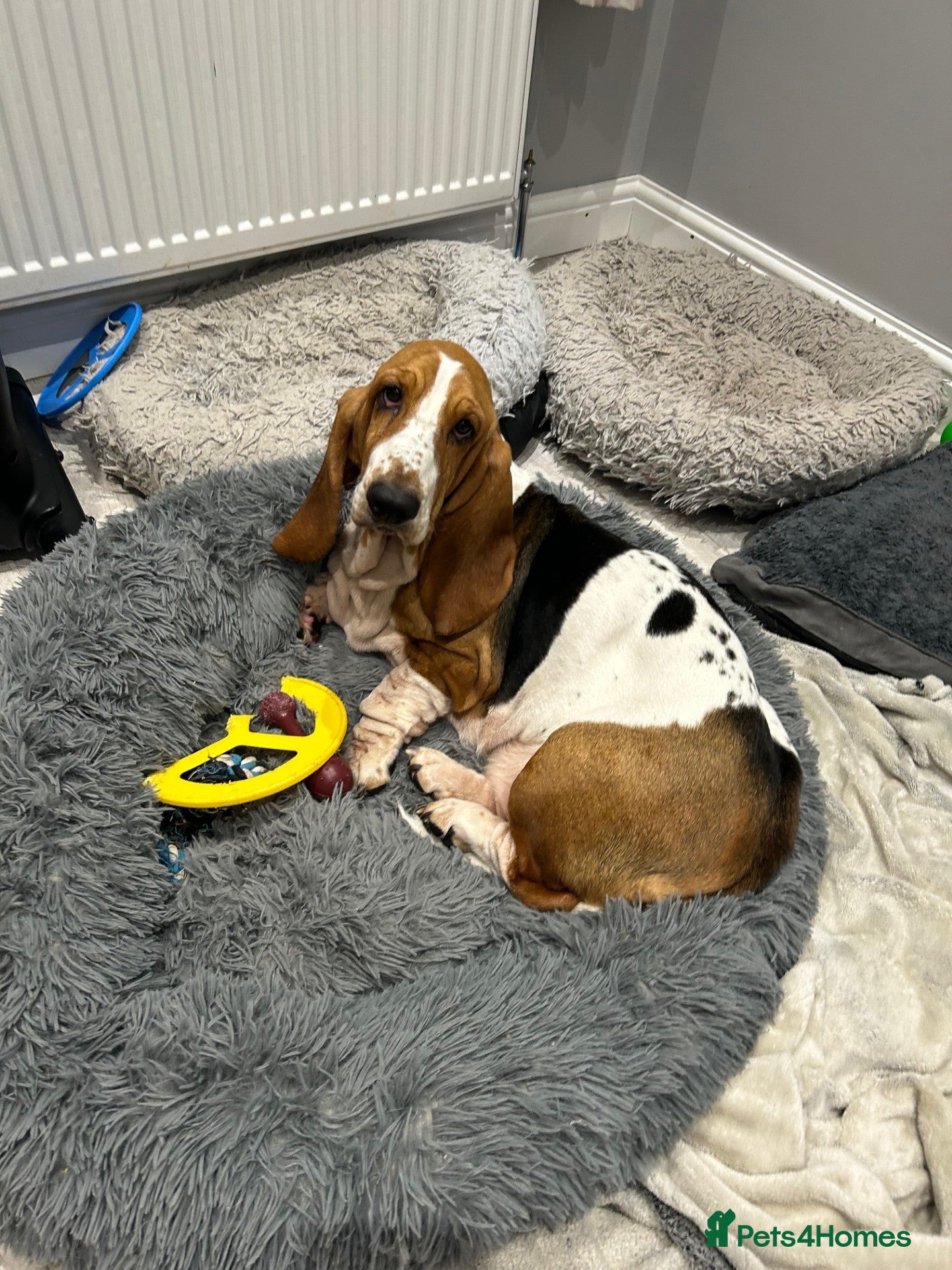 Basset Hound dogs Expected Litter of KC Basset Hound Pups - Advert 1