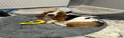 Basset Hound dogs for sale: Expected Litter of KC Basset Hound Pups - Advert 1
