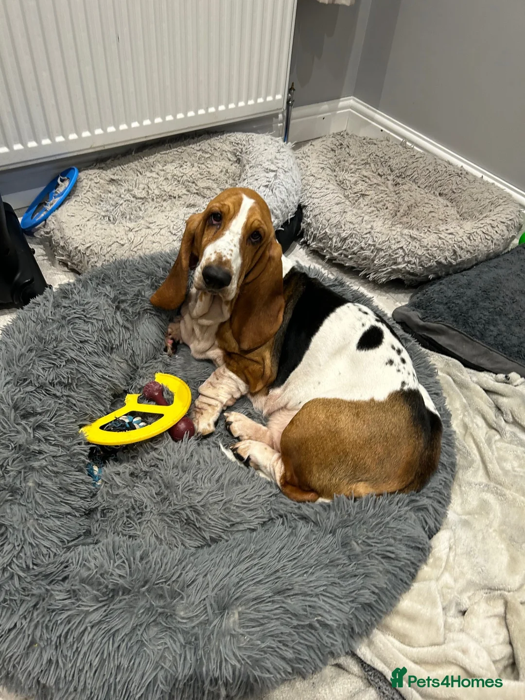 Basset Hound dogs for sale: Expected Litter of KC Basset Hound Pups - Advert 1