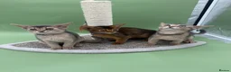 Abyssinian cats for sale: Three Abyssinian sisters looking for a new home - Advert 6
