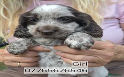 Cockapoo dogs for sale: Cockapoo Puppies Homebred Council Licenced Breeder - Image 1