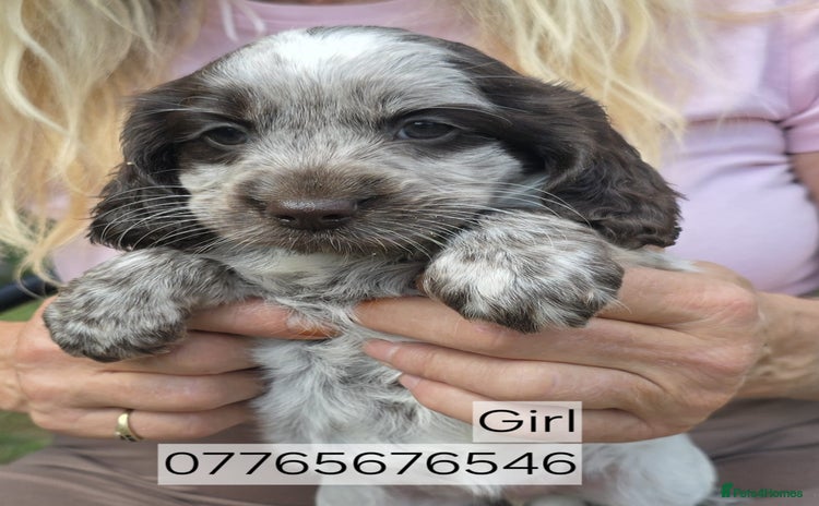 Cockapoo dogs - Advert 3