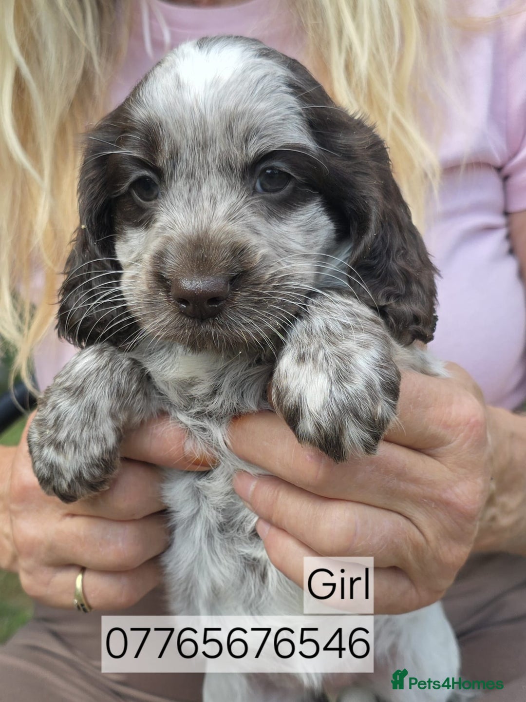 Cockapoo dogs for sale: Cockapoo Puppies Homebred Council Licenced Breeder - Image 1