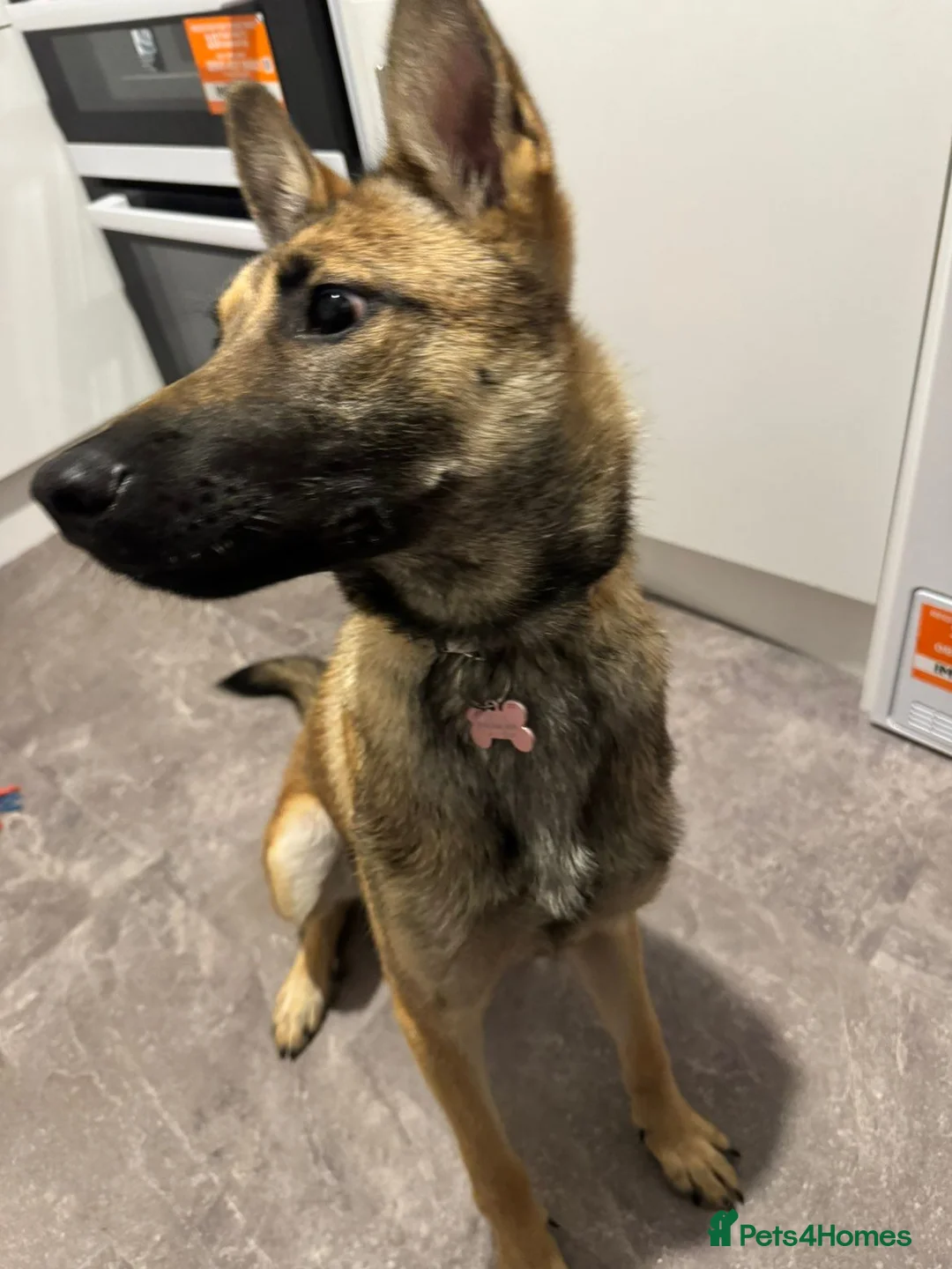 Golden Shepherd dogs for sale: Golden Shepherd looking to be rehomed in Carlisle - Advert 2