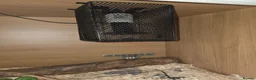 Corn Snake reptiles for sale: Male Adult Ghost Corn Snake 4 Years Old in Exeter - Advert 5