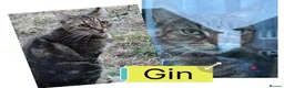 Domestic Shorthair cats for sale: 6 Domestic Shorthairs Available To Loving Home - Advert 7