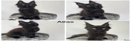 Maine Coon cats for sale: 🐾Tica registered Maine Coon Kittens Available 🐾 - Advert 13
