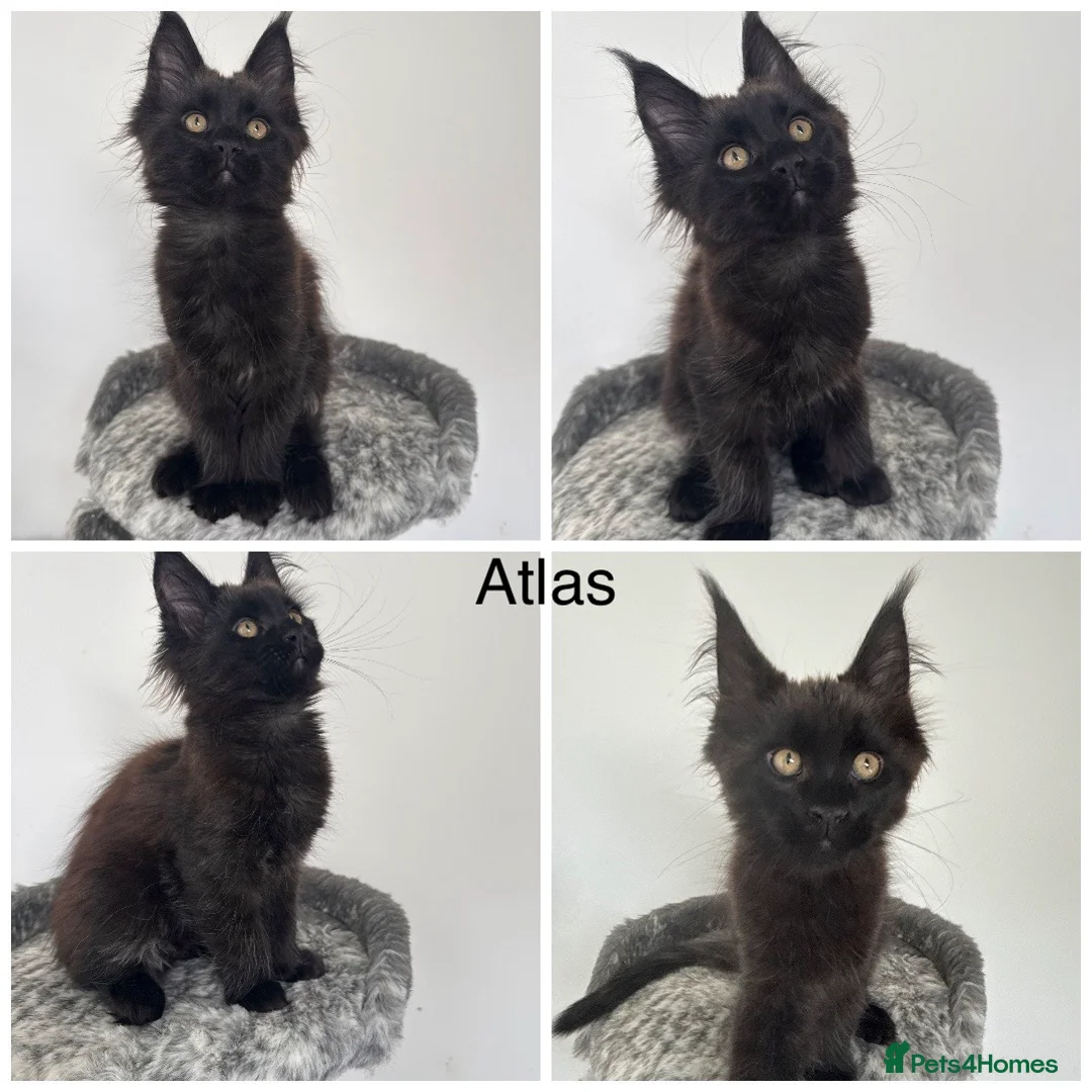 Maine Coon cats for sale: 🐾Tica registered Maine Coon Kittens Available 🐾 - Advert 13