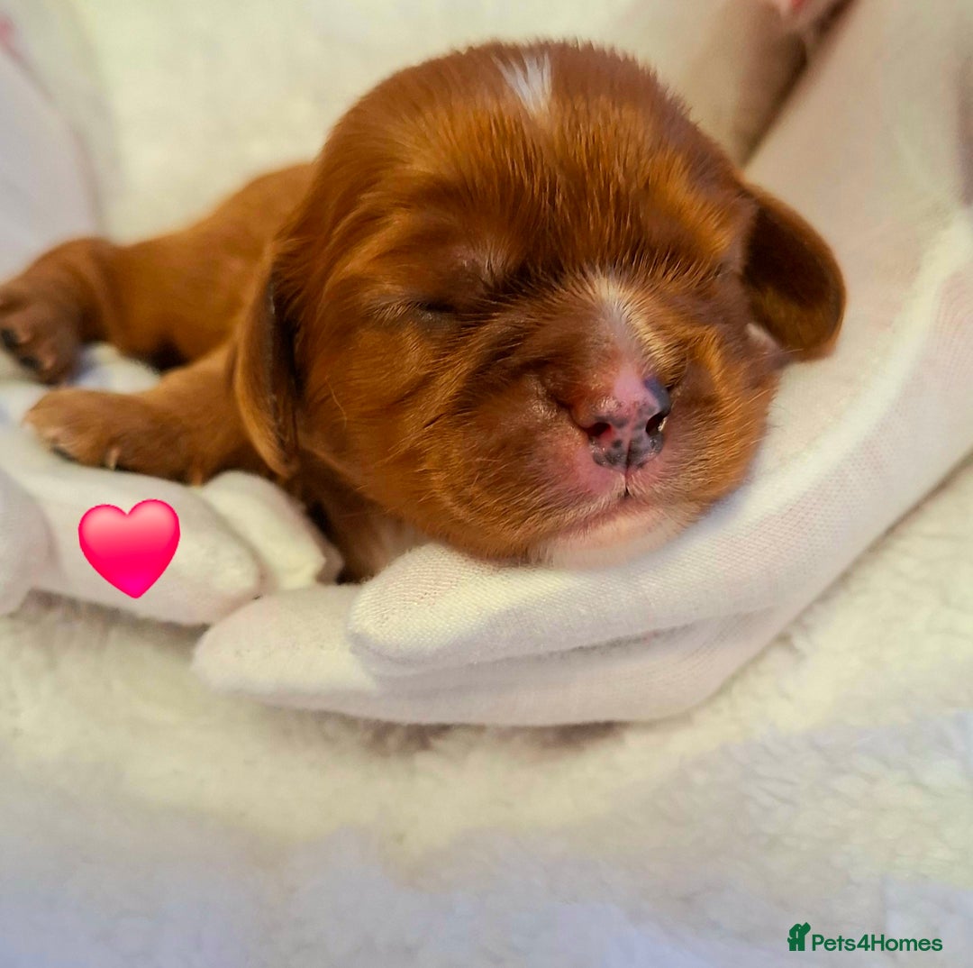 Cavalier King Charles Spaniel dogs for sale: 🥇❤️Beautiful Cavalier King Charles Spaniel 🐾⭐️ - Advert 4