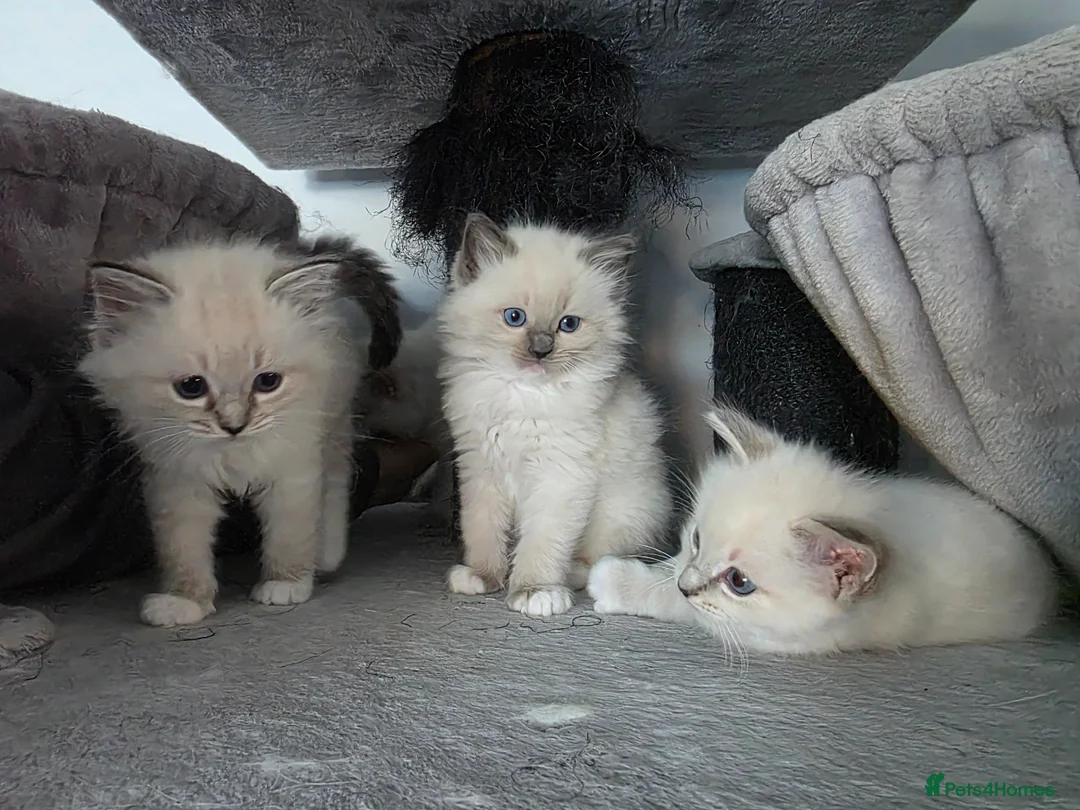 Ragdoll cats for sale: GCCF REGISTERED RAGDOLL KITTENS  - Advert 28