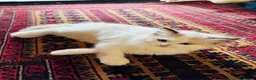 Ragdoll cats for sale: Ragdoll kittens  - Advert 13