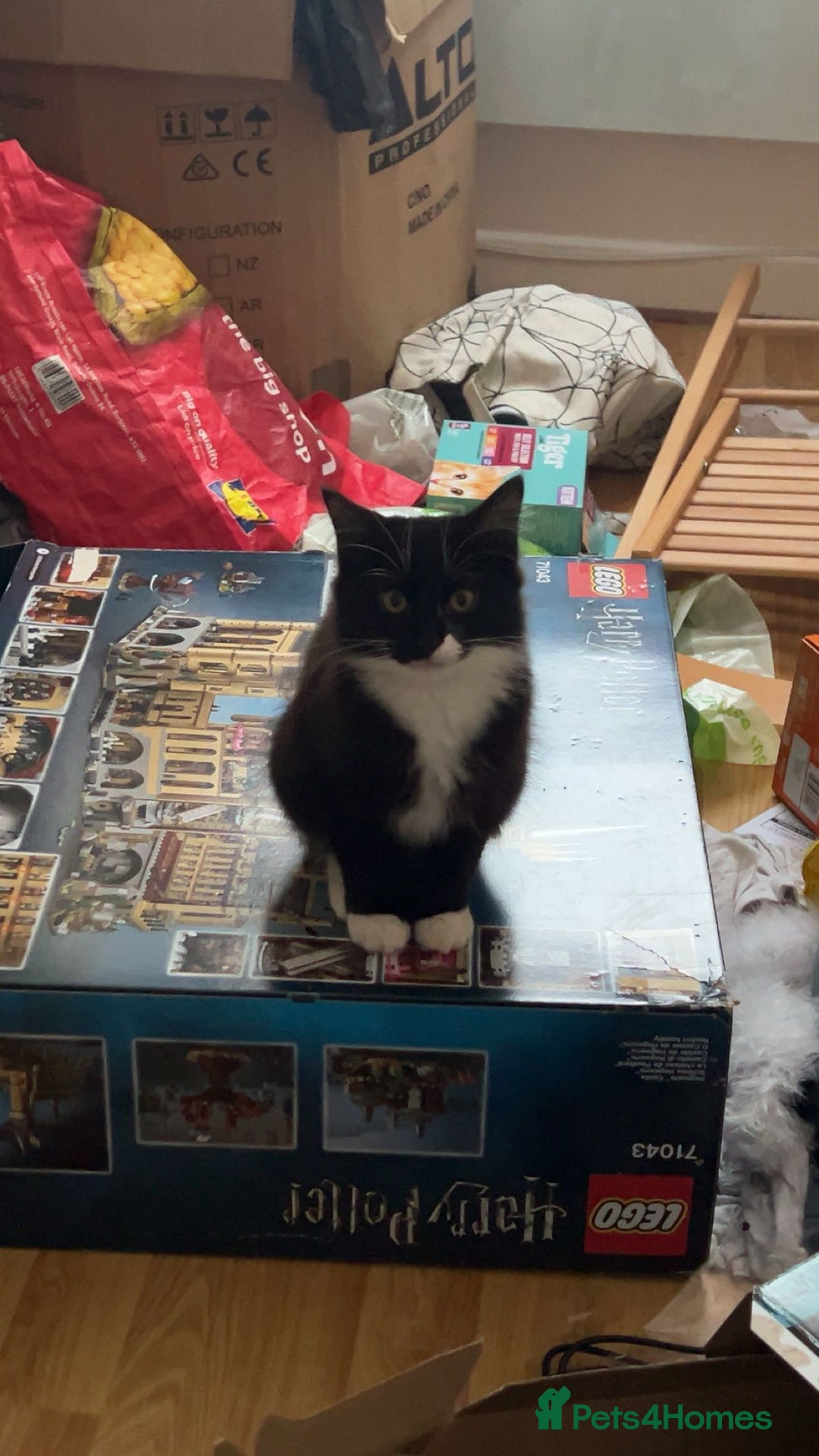 Mixed Breed cats for sale: Jinx  - Advert 4