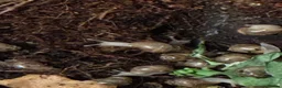 Snails invertebrates for sale: Albino giant african  land snails  - Advert 4