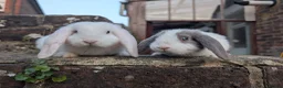 Mixed Breed rabbits for sale: Mini lop  in Hailsham - Advert 2