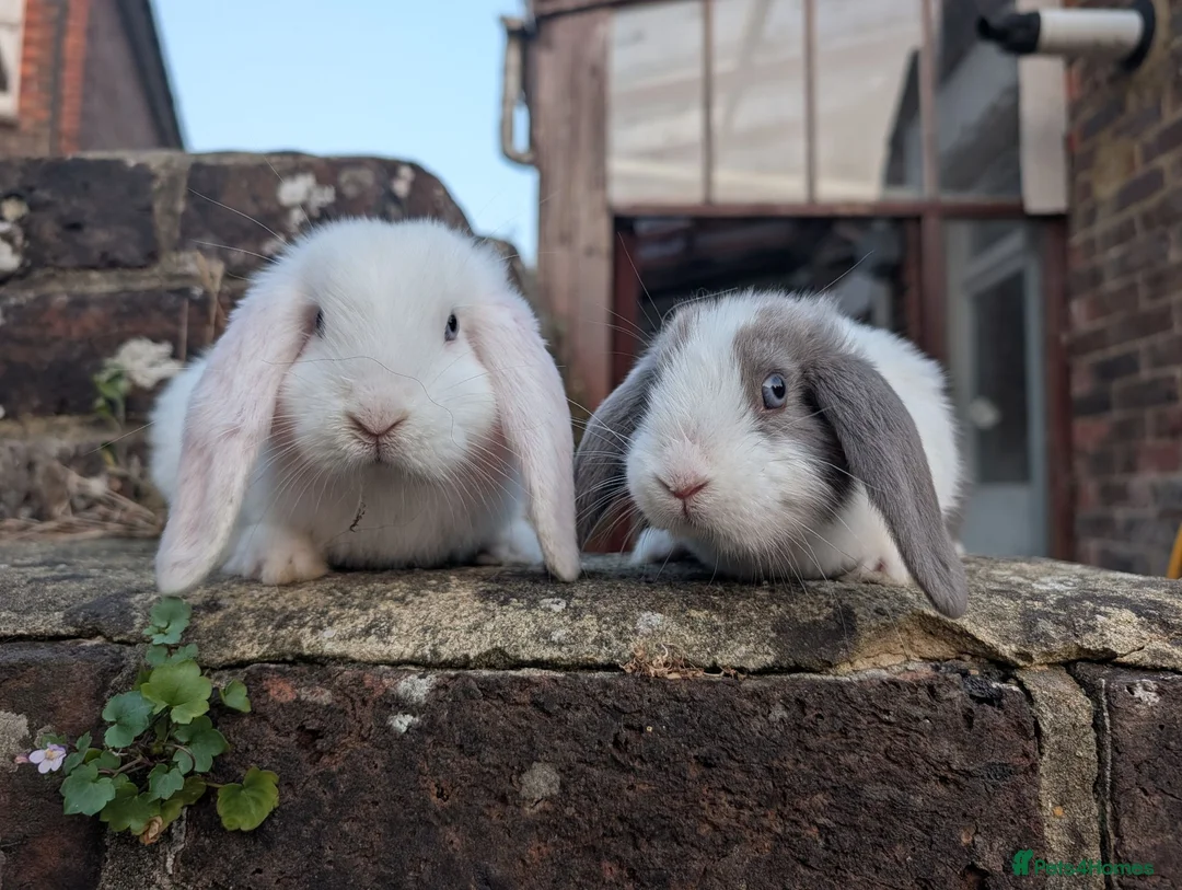 Mixed Breed rabbits for sale: Mini lop  in Hailsham - Advert 2