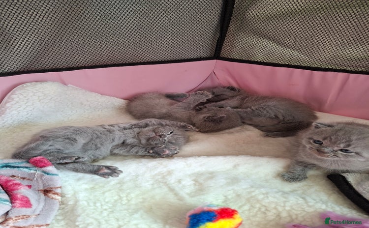 British Shorthair cats - Advert 1