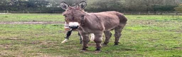 Donkey livestock for sale: Meet Maggie- a truly special Jenny donkey in foal  - Advert 6