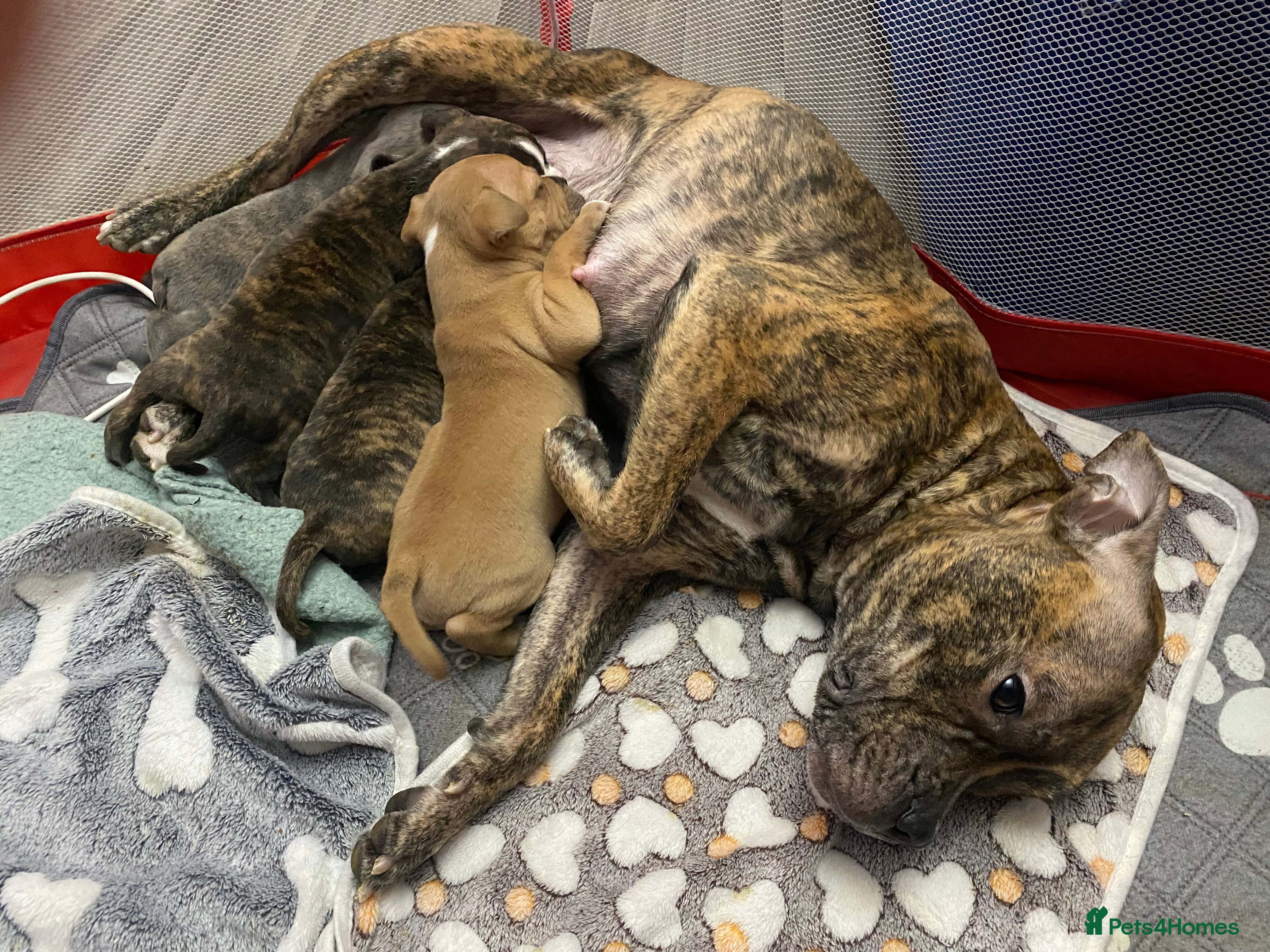 Staffordshire Bull Terrier dogs Blue Brindle Staffy Pup  - Advert 1