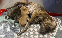 Staffordshire Bull Terrier dogs for sale: Female Staffy Pup  - Advert 1