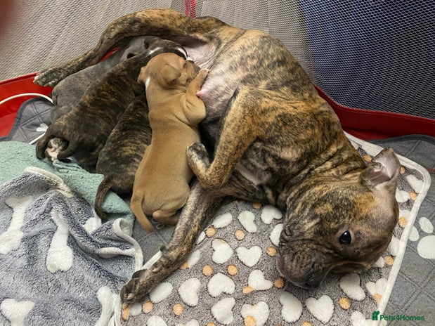 Staffordshire Bull Terrier dogs Female Staffy Pup - Advert 4