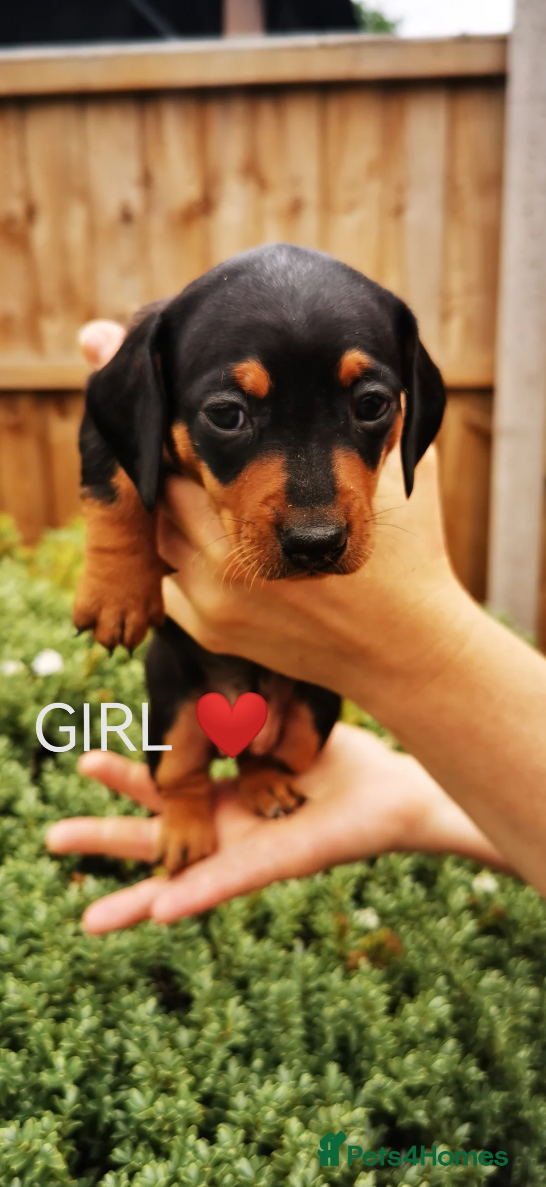 Dachshund dogs for sale: Dachshund in Swadlincote - Advert 2