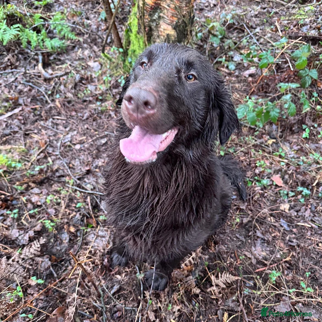 Flat coated Retriever dogs for sale: 1st Class ⭐️⭐️⭐️⭐️⭐️ Licensed - Advert 2