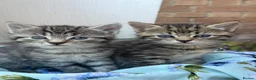 Mixed Breed cats for sale: Beautiful Siberian Mix Kittens  - Advert 8