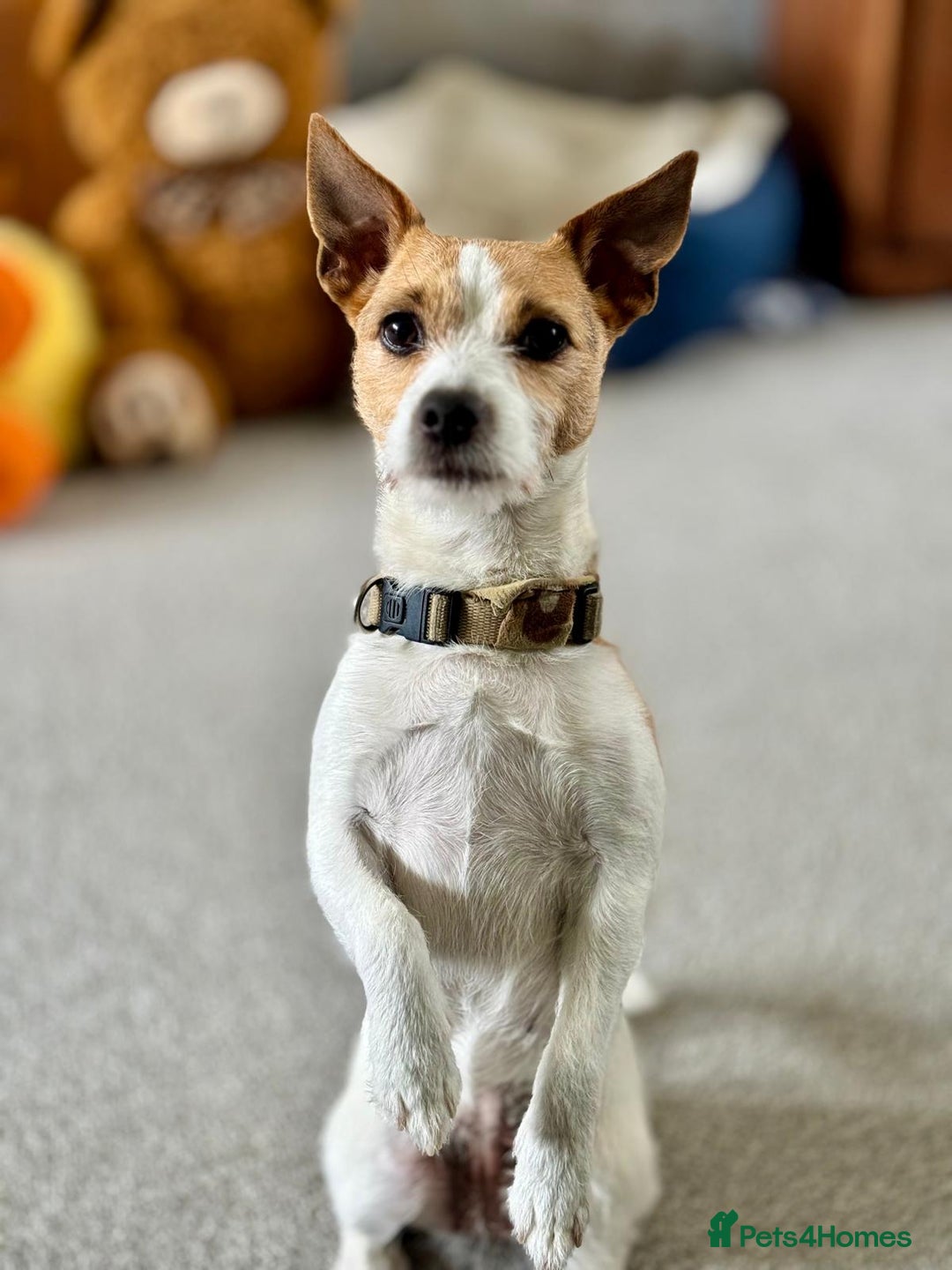 Jack Russell dogs for sale: Beautiful Jack Russell Puppy – Last One Left  - Advert 5