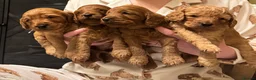 Cockapoo dogs for sale: Cockapoo Puppies for Sale - Advert 4