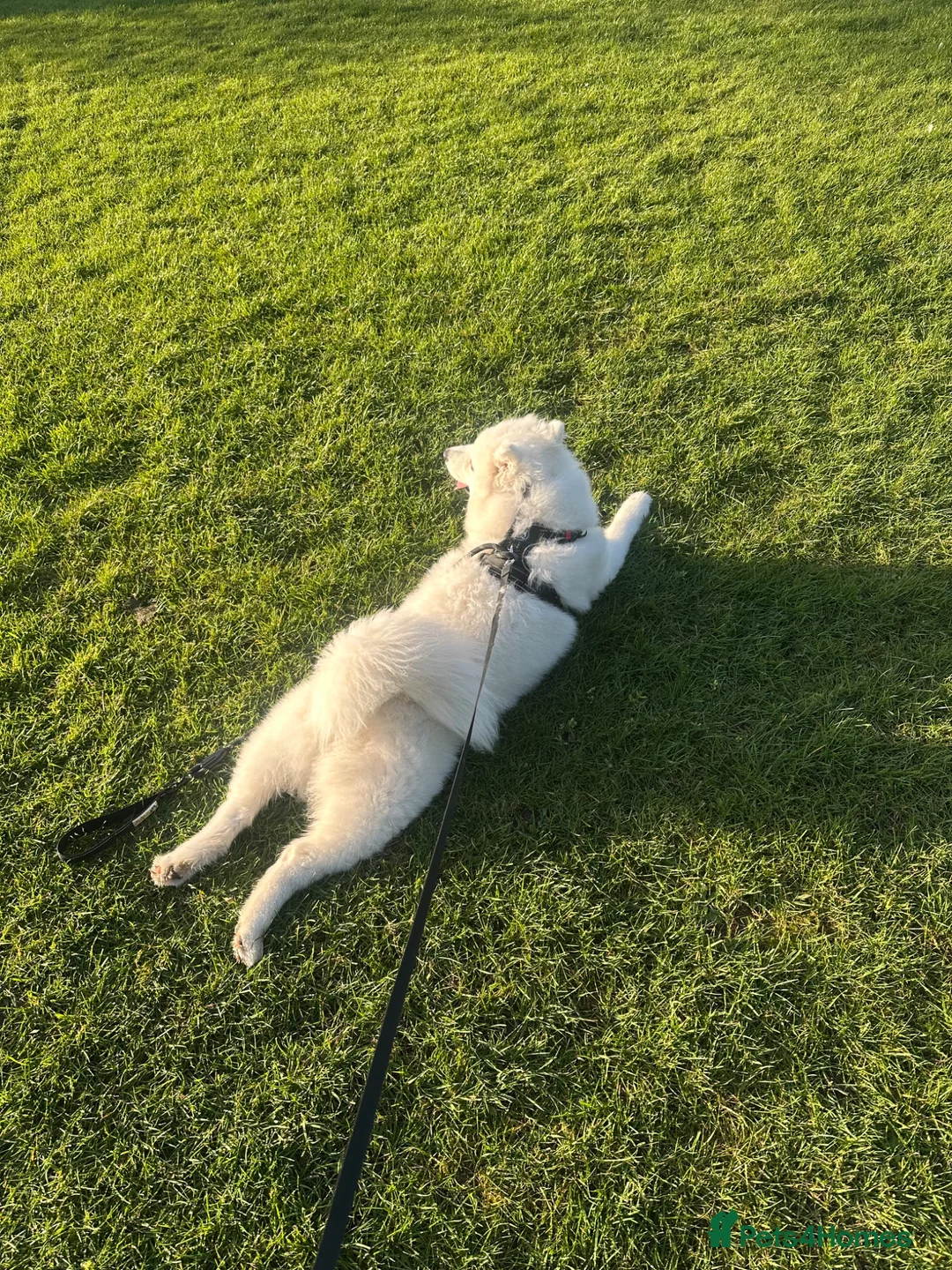 Samoyed dogs for sale: Samoyed puppy for sale in Nottingham - Advert 2