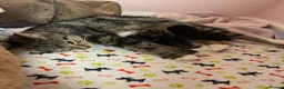 Mixed Breed cats for sale: Adorable Kittens Looking for Loving Homes!  - Advert 2