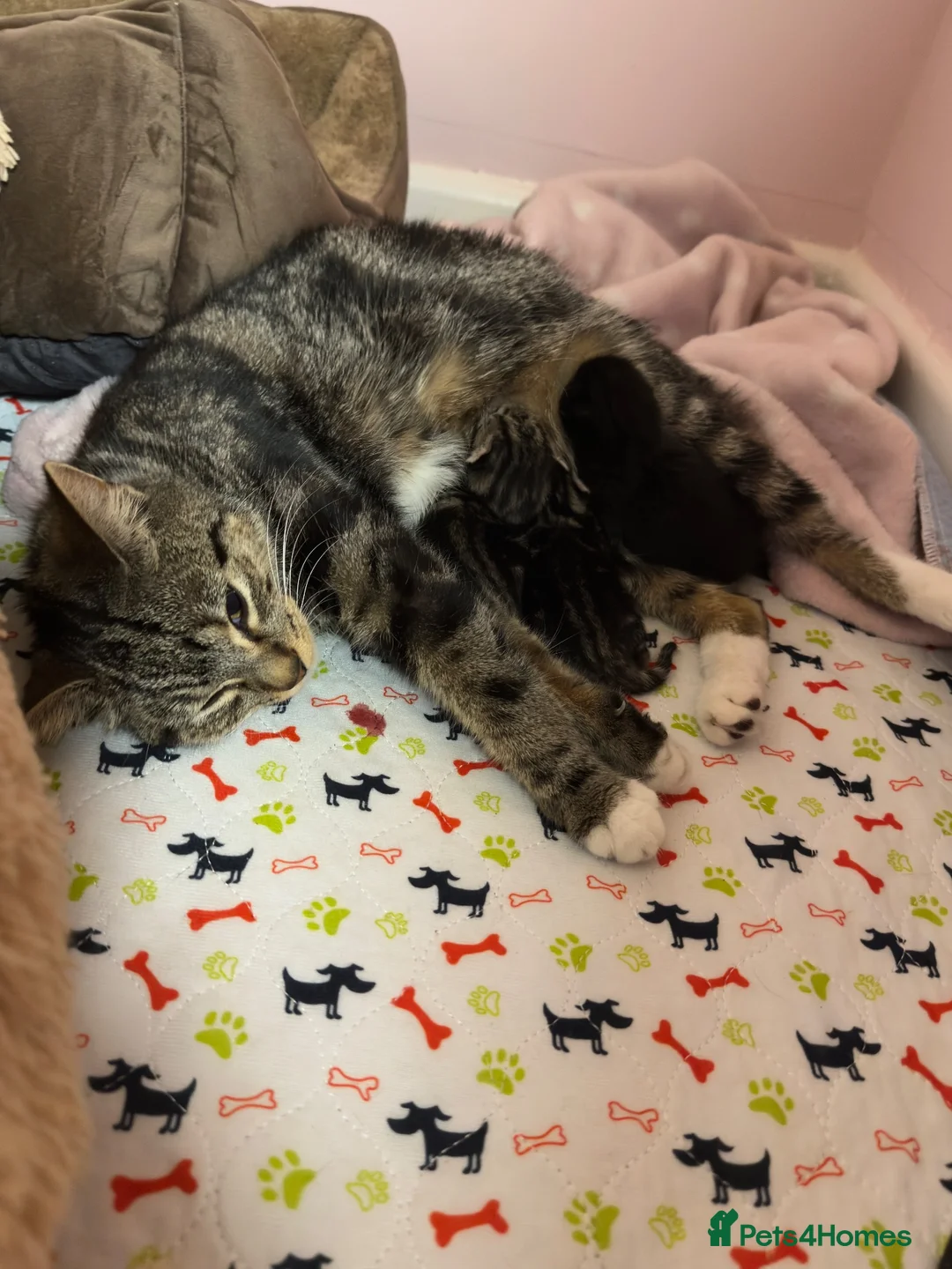 Mixed Breed cats for sale: Adorable Kittens Looking for Loving Homes!  - Advert 2