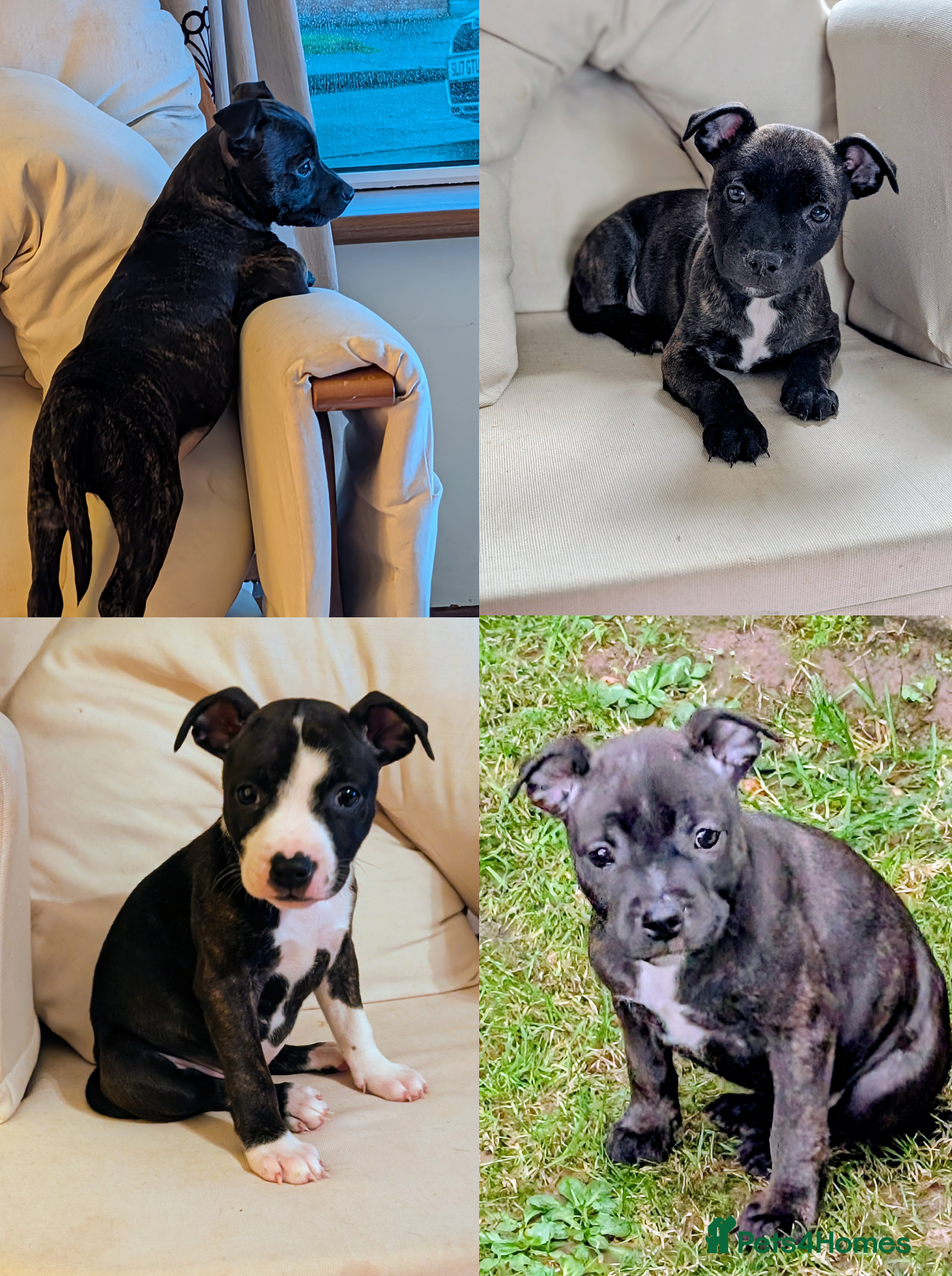 Staffordshire Bull Terrier dogs Stunning Staffordshire bull terrier puppies  - Advert 5