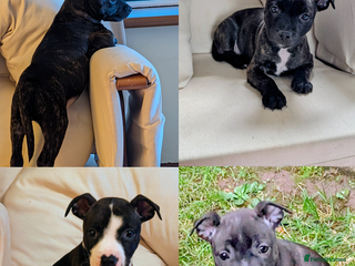 Staffordshire Bull Terrier dogs Stunning Staffordshire bull terrier puppies - Advert 1