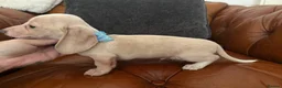 Miniature Dachshund dogs for sale: Beautiful Cream Dachshund Pups 5 ⭐ Licensed  - Advert 19