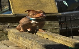 American Bulldog dogs for sale: 1 year old micro bulldog for sale - Image 4