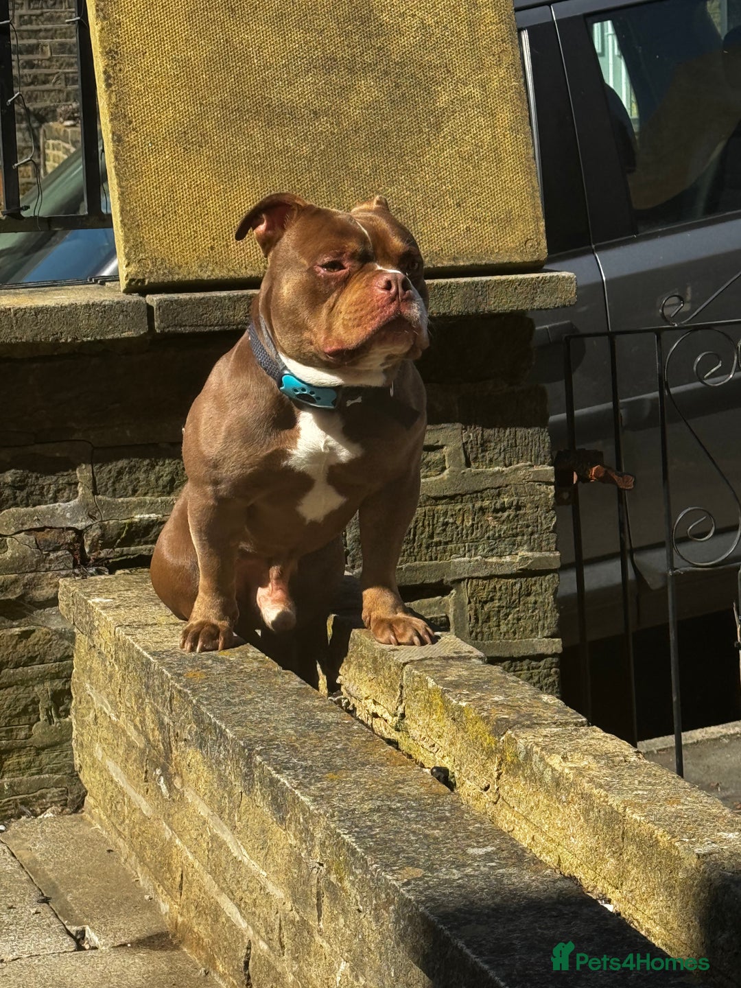 American Bulldog dogs for sale: 1 year old micro bulldog for sale - Image 4