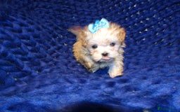 Maltipoo dogs for sale: *Micro Tiny F1 Maltese x Toy Poodle Maltipoo Pup* - Image 6