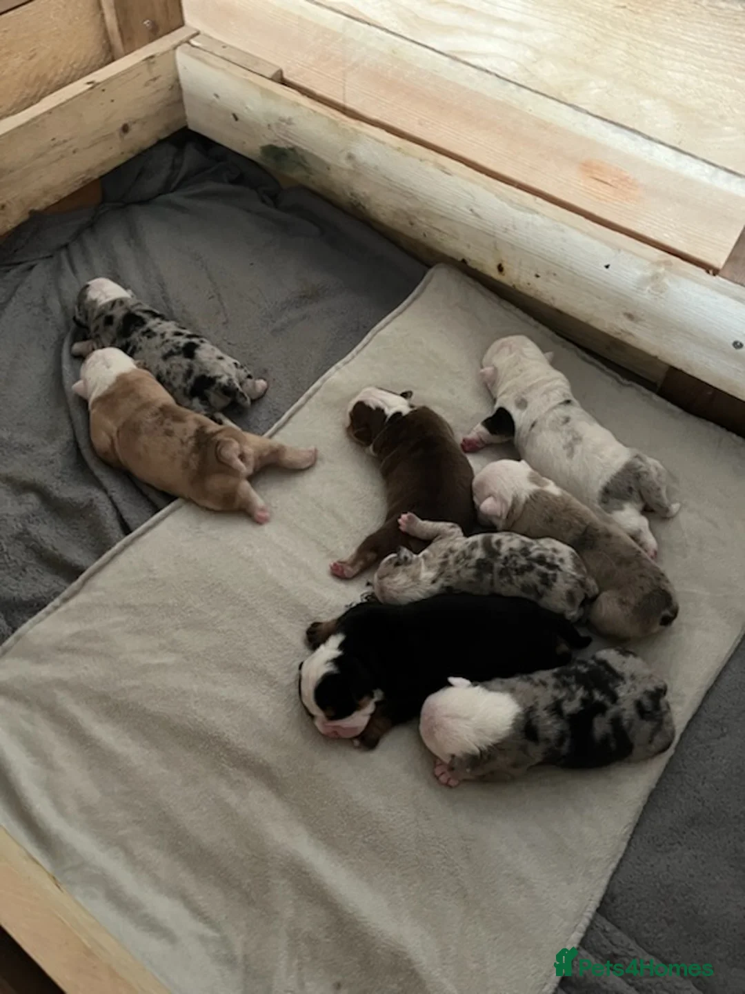 English Bulldog dogs for stud: Merle English Bulldog TRIPLE TRI PROVEN in Bradford - Advert 9