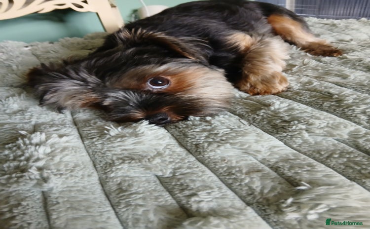 Yorkshire Terrier dogs - Advert 1