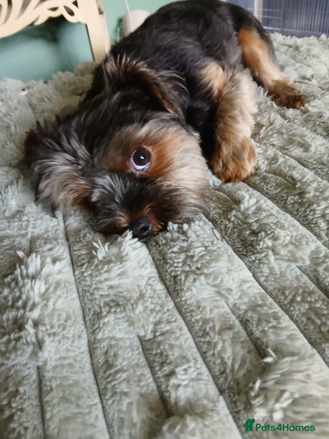 Yorkshire Terrier dogs for stud: 'ROMEO' KC Reg Pedigree - Image 1
