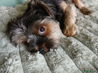 Yorkshire Terrier dogs - Advert 1