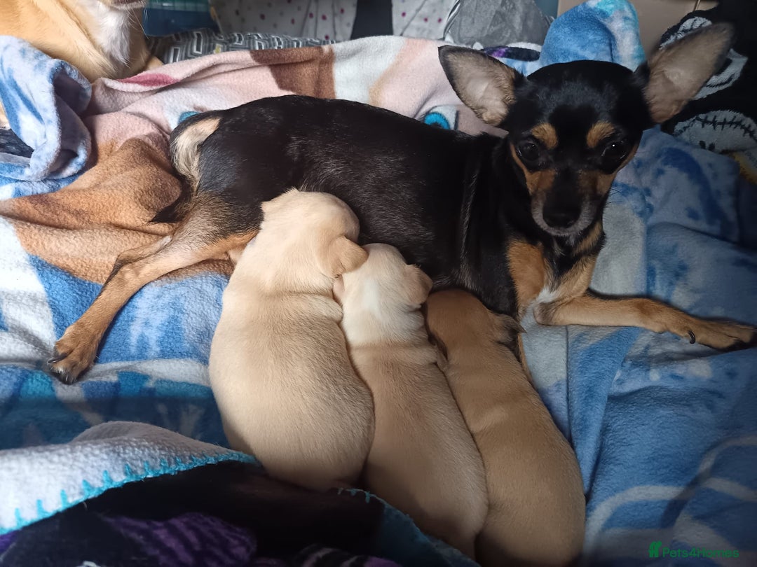 Chihuahua dogs for sale: Pup for sale - Image 7