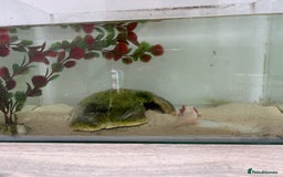 Axolotl reptiles for sale: Juvenile axalotl  - Image 4