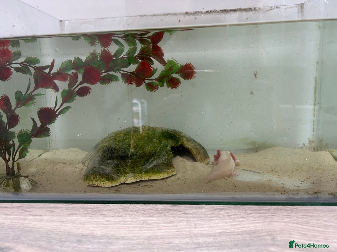 Axolotl reptiles for sale: Juvenile axalotl  - Image 4