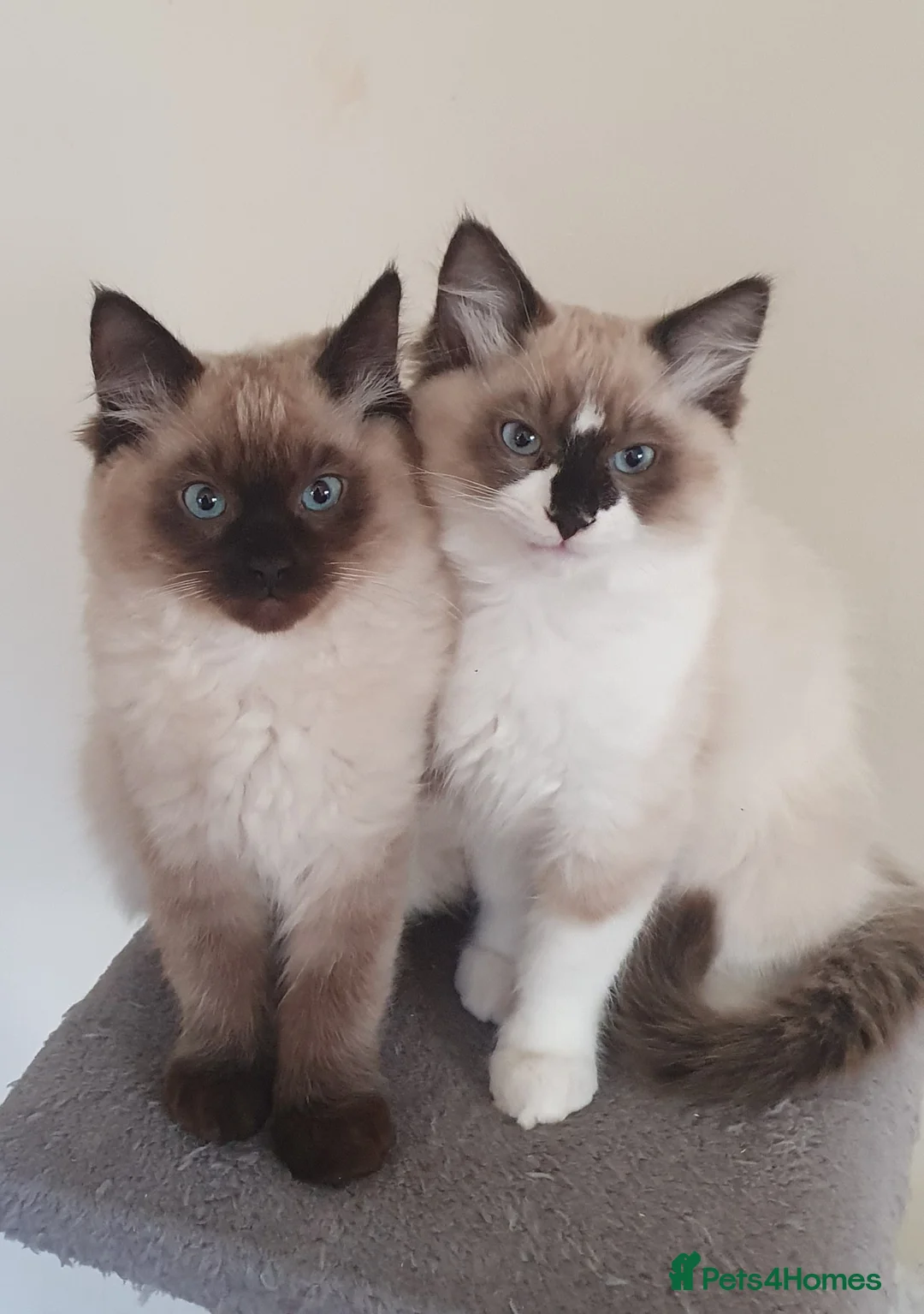Ragdoll cats for sale: Two Ragdoll kittens Colourpoint and Bicolour - Advert 1