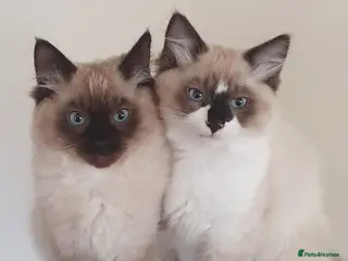 Ragdoll cats Two Ragdoll kittens Colourpoint and Bicolour - Advert 1