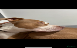 Mixed Breed dogs for sale: Simba  - Image 5